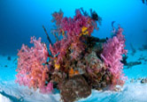 Similan Island colourful coral