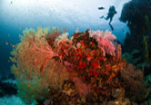 diver and coral Similan Islands