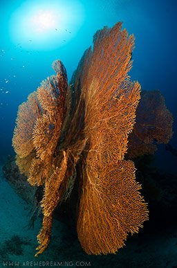fan coral