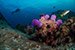 riccio di mare e anemone