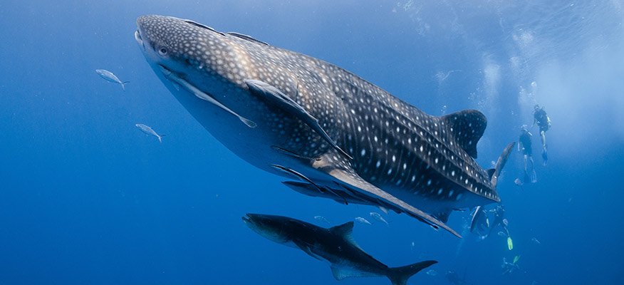 Whale shark and divers