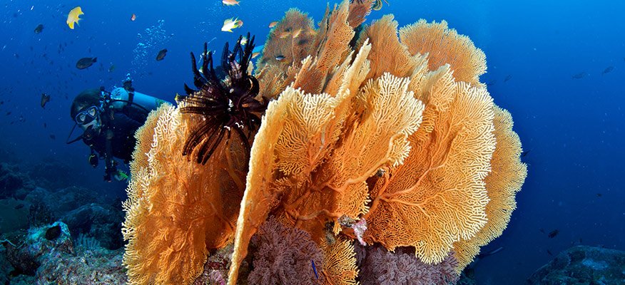 fan corals + diver