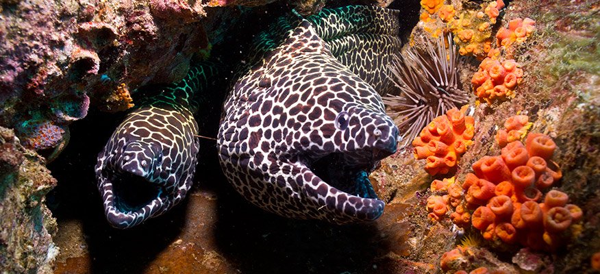 2 spotted morays