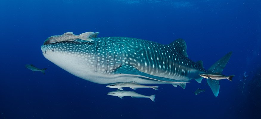 Whaleshark and divers